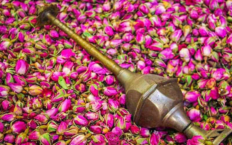 تصویر 1 از گل محمدی مناسب گلاب گیری با رایحه قوی و گلبرگ های سالم برای تولید عصاره طبیعی